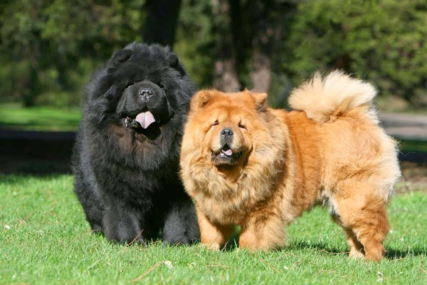 Unbellissimo Chow Chow All'aperto