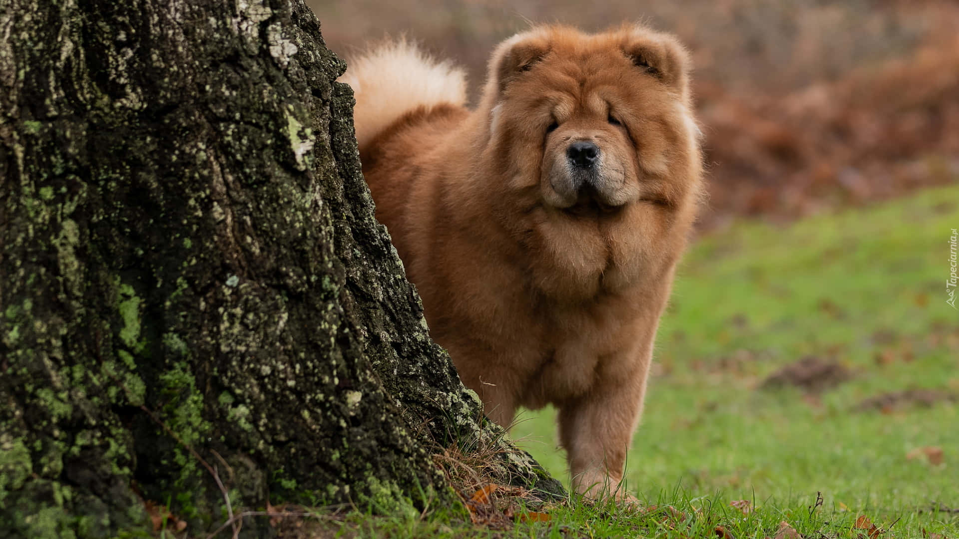 "This adorable Chow Chow is ready to keep you company!"