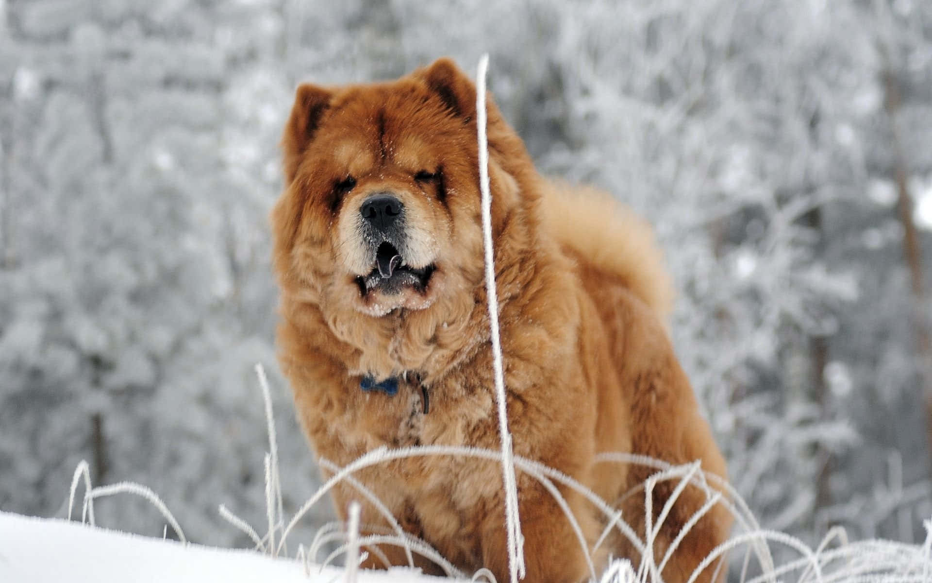 Fun loving Chow Chow with floppy ears