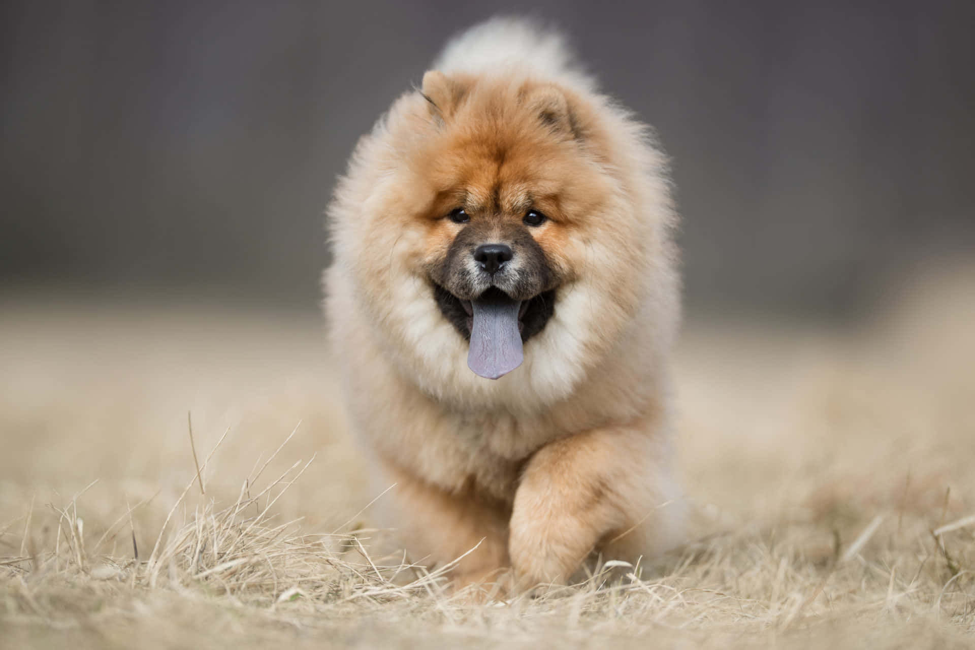 "Adorable Chow Chow Puppy"