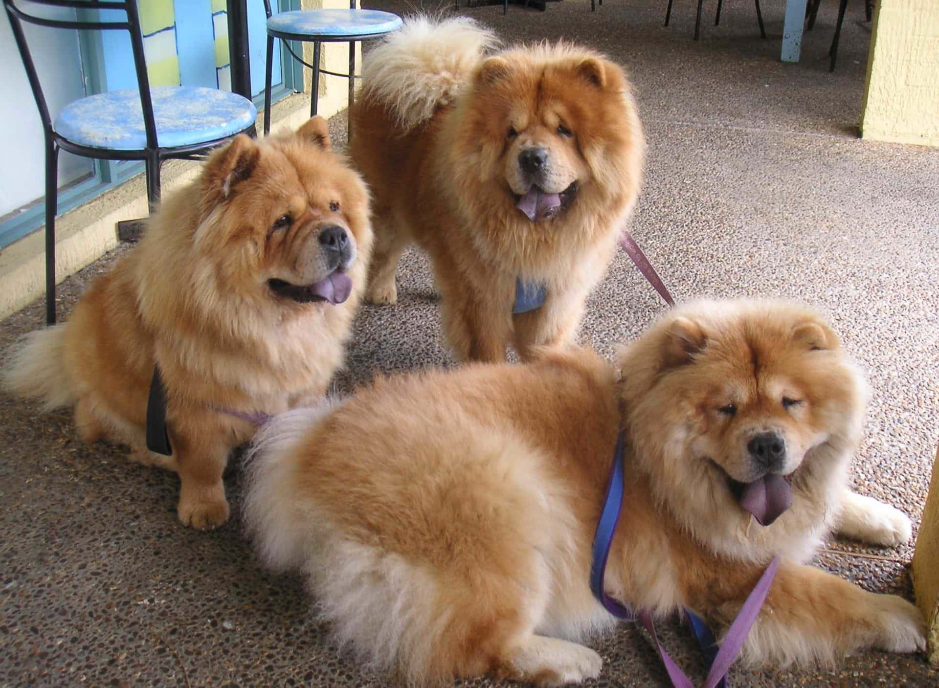 Adorable Chow Chow Puppy