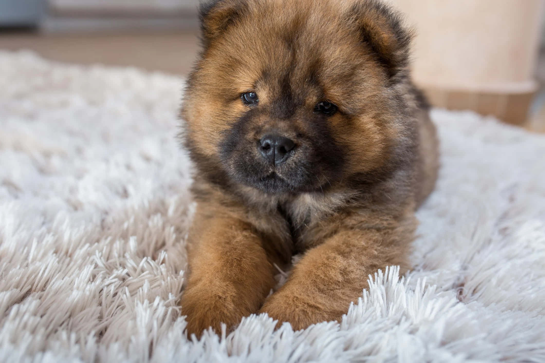 This sweet as honey Chow Chow is ready for a cuddle
