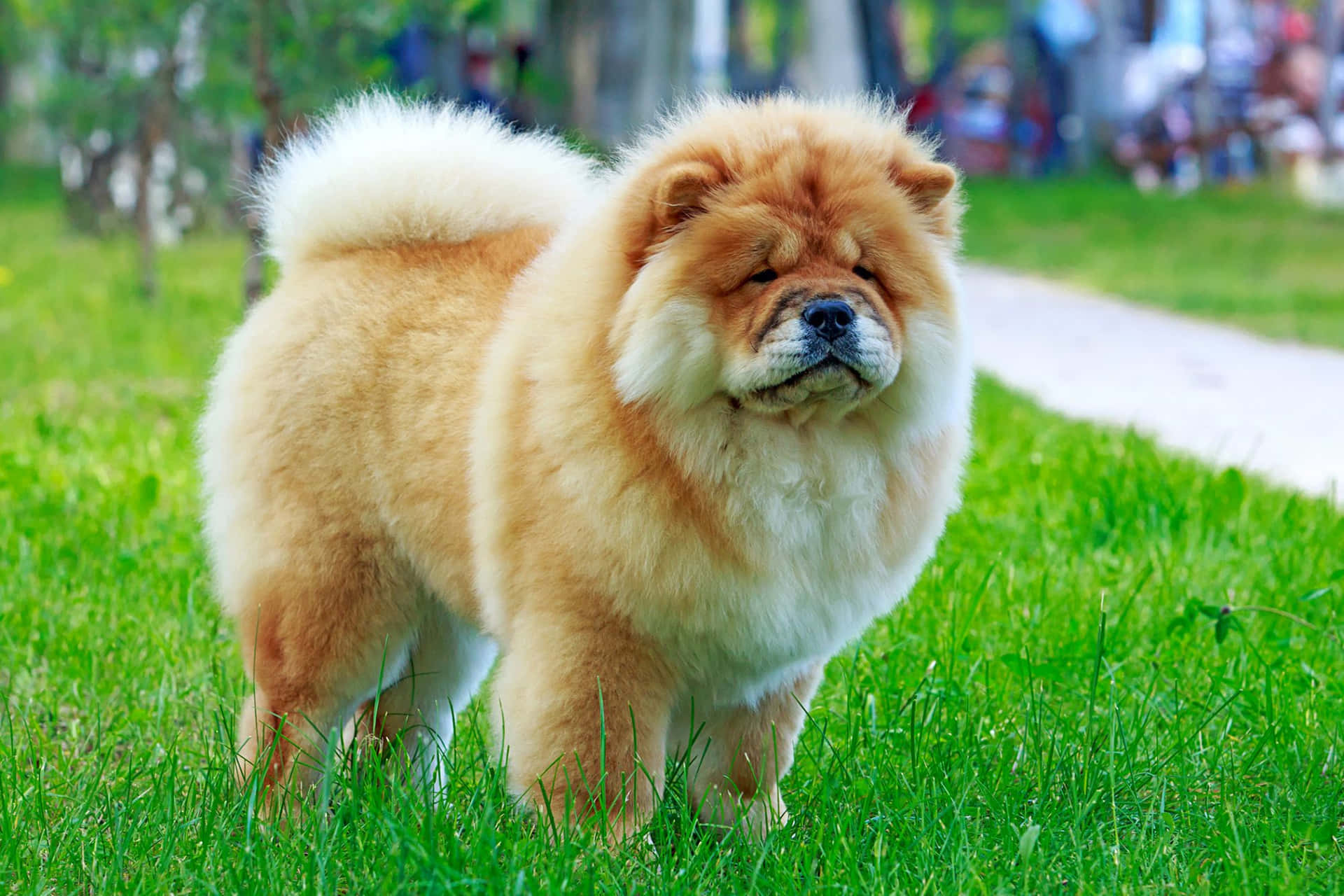 A chow chow puppy laying on the grass in a sunny day.