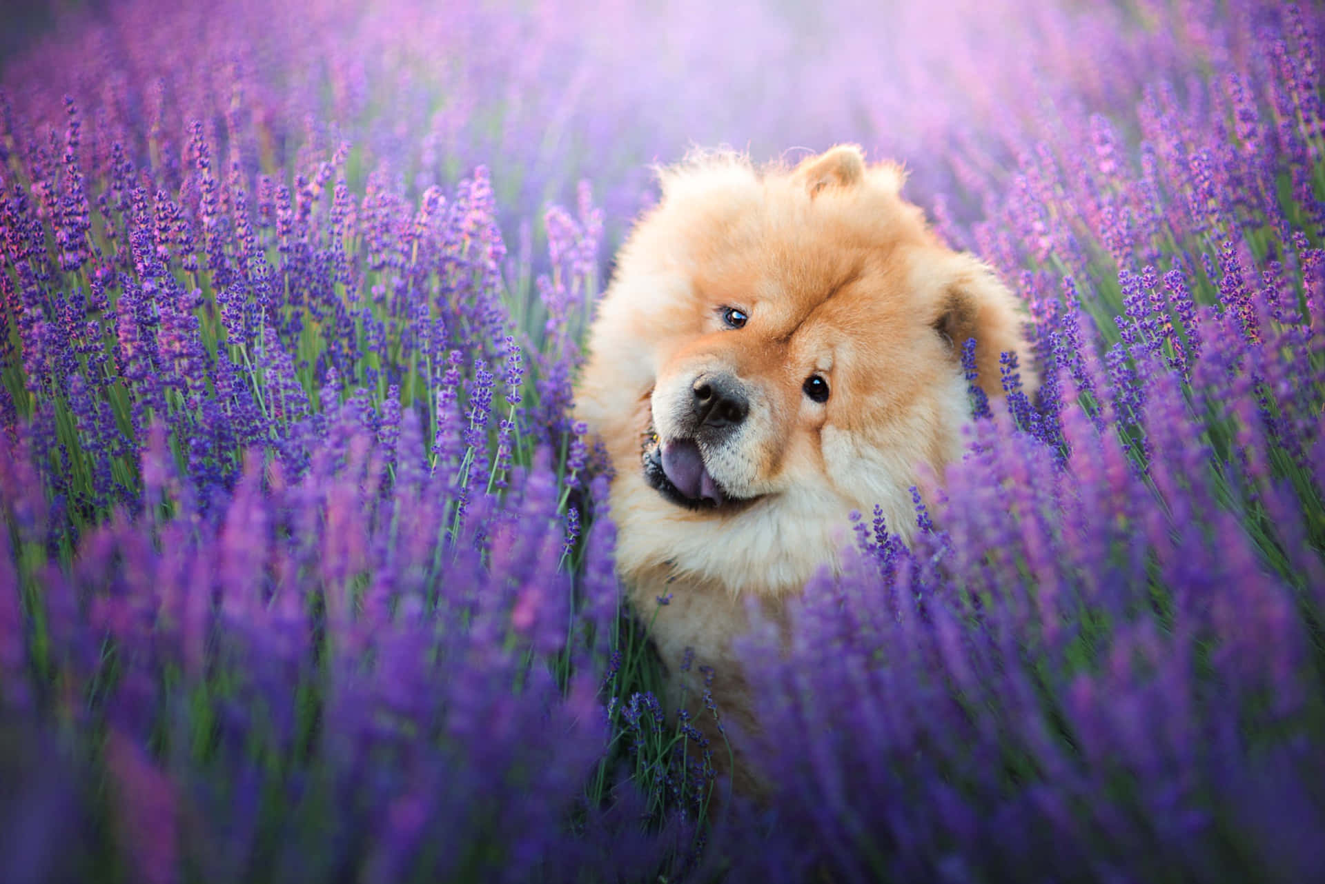 Adorable Chow Chow Puppy