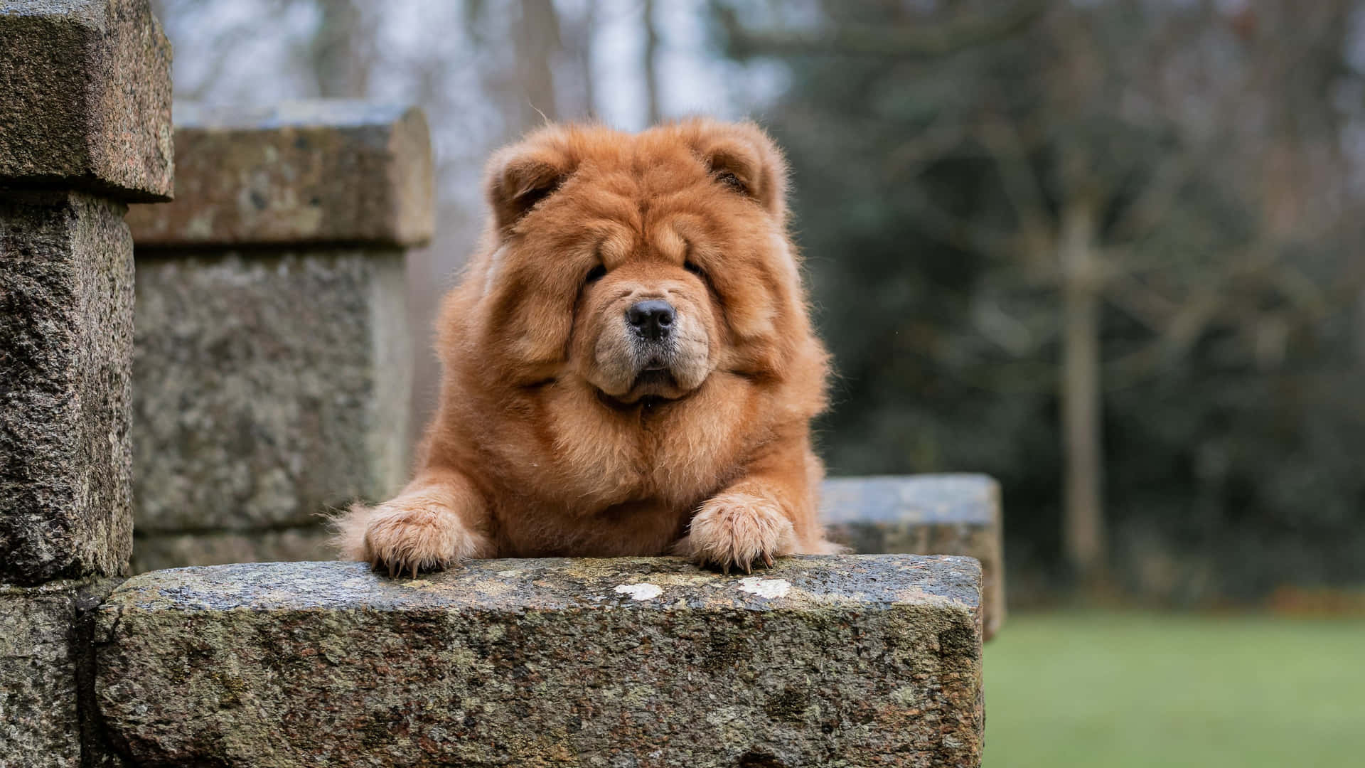 A Brown Dog Is Sitting On Top Of A Stone Wall