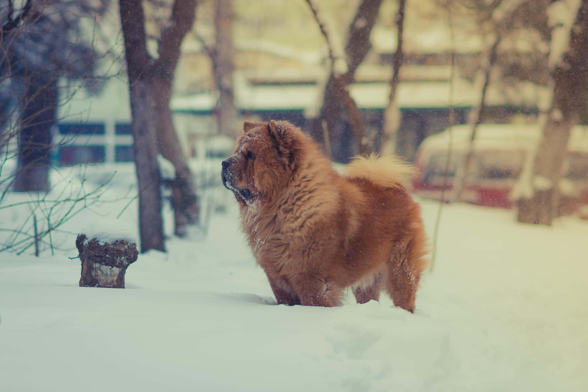 "Abreast of the Times: Adorable Chow Chow"