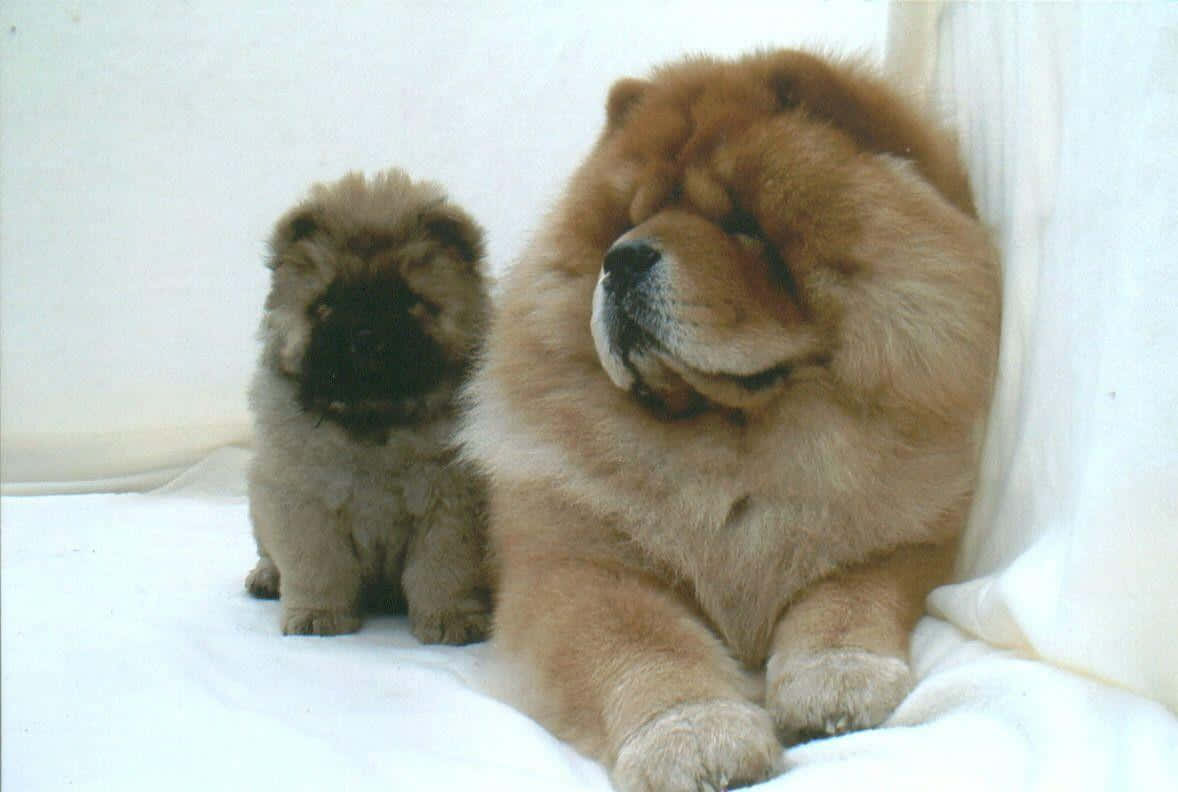 A Chow Chow pup posing for a picture