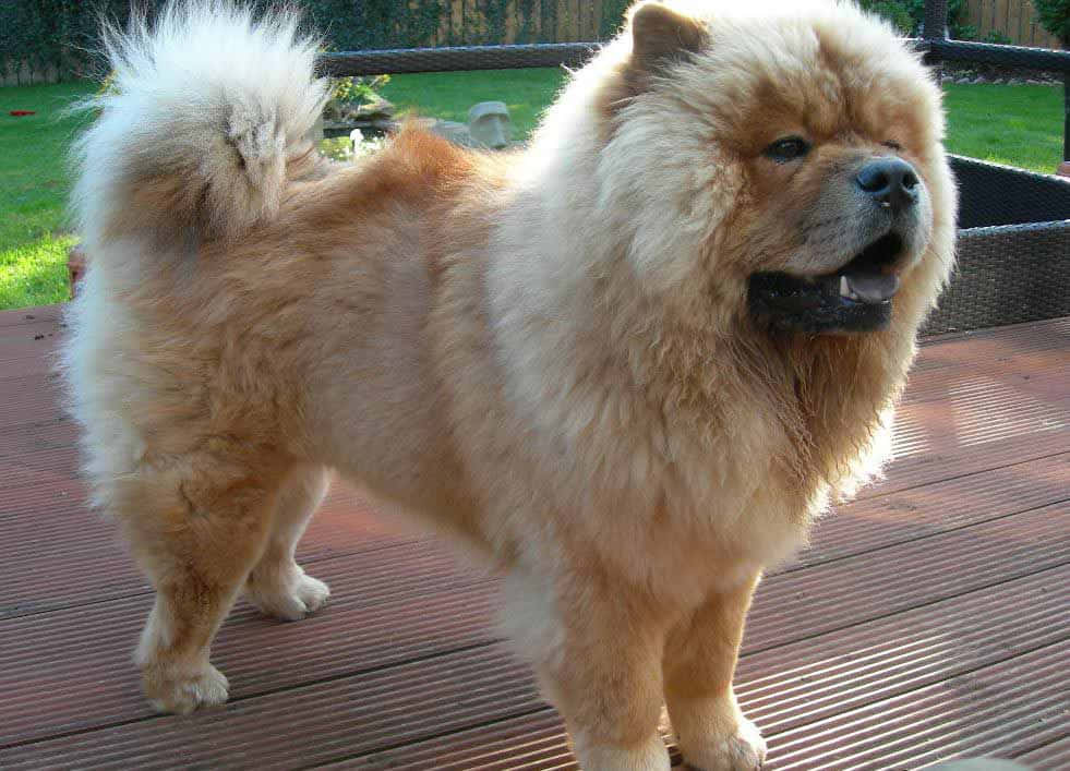 The Majestic Chow Chow Dog