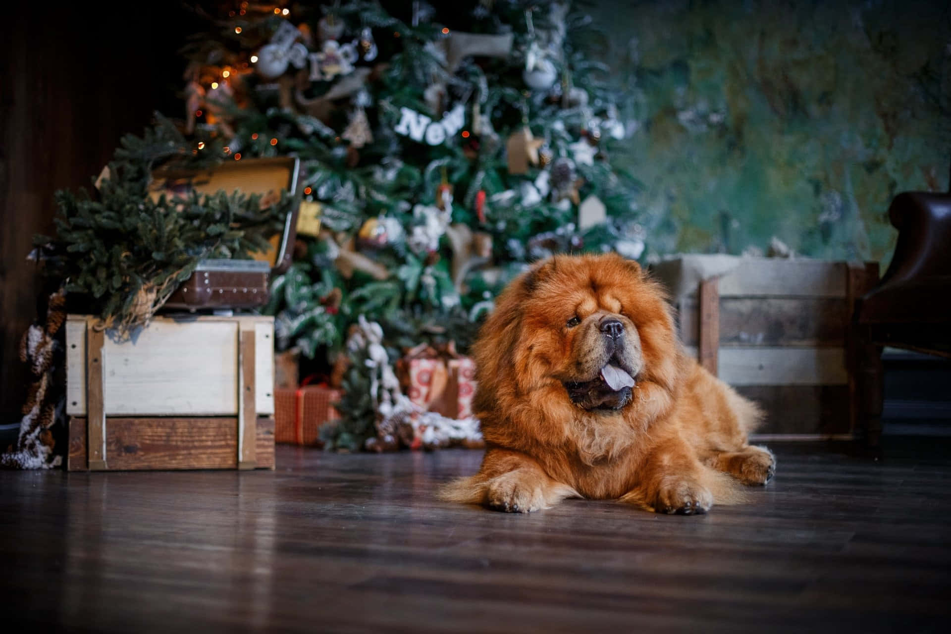A Chow Chow Dog Laying On The Floor Near A Christmas Tree