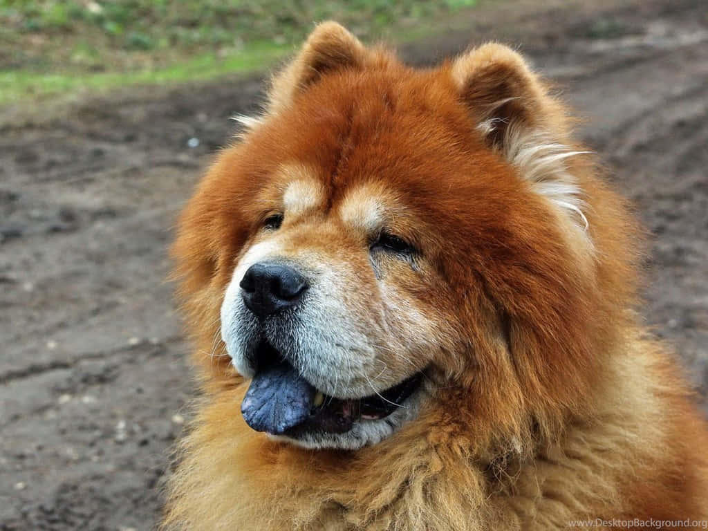 Cachorrode Chow Chow Blanco Adorable.
