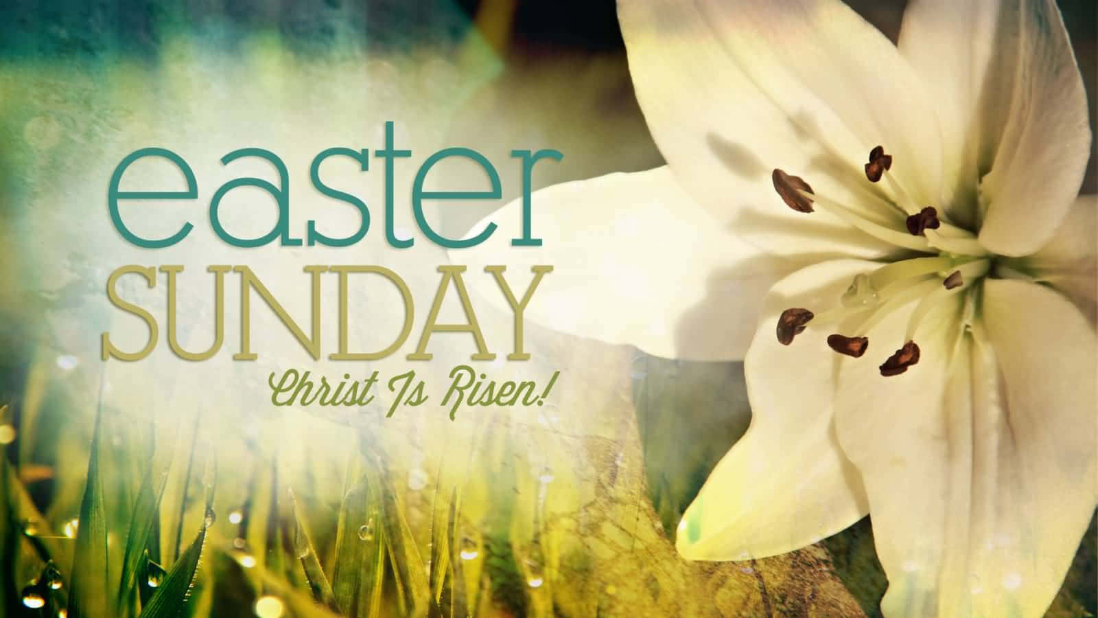 Christ Is Risen Lily Flower Easter Sunday Wallpaper