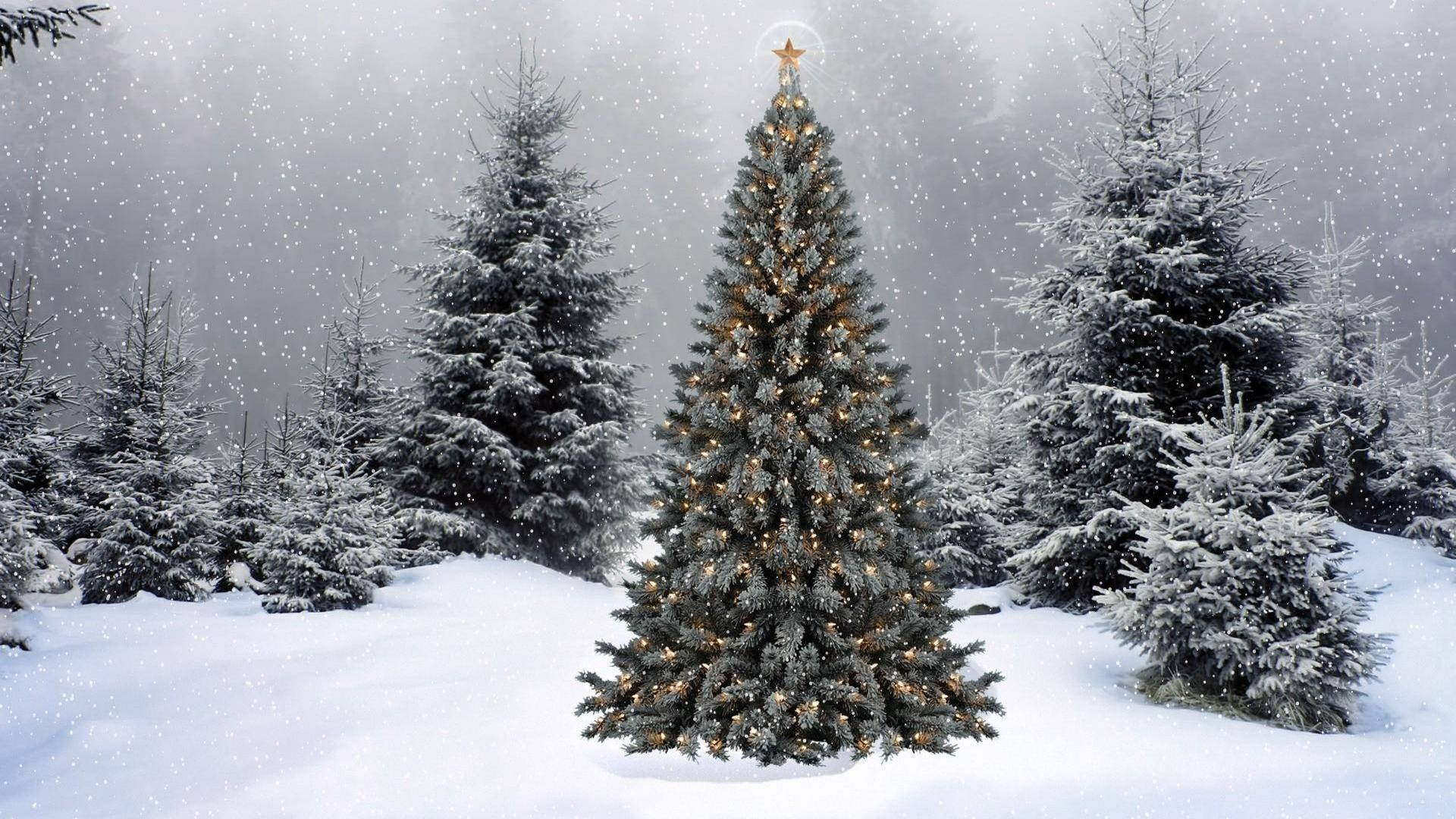 Christmas Aesthetic Desktop Evergreen Trees Wallpaper