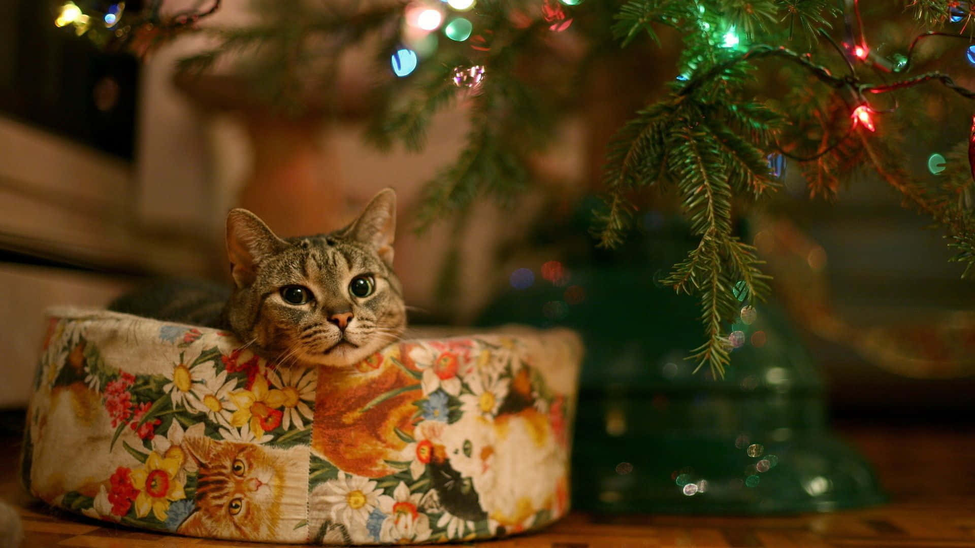 Astonishing Christmas Cat Picture