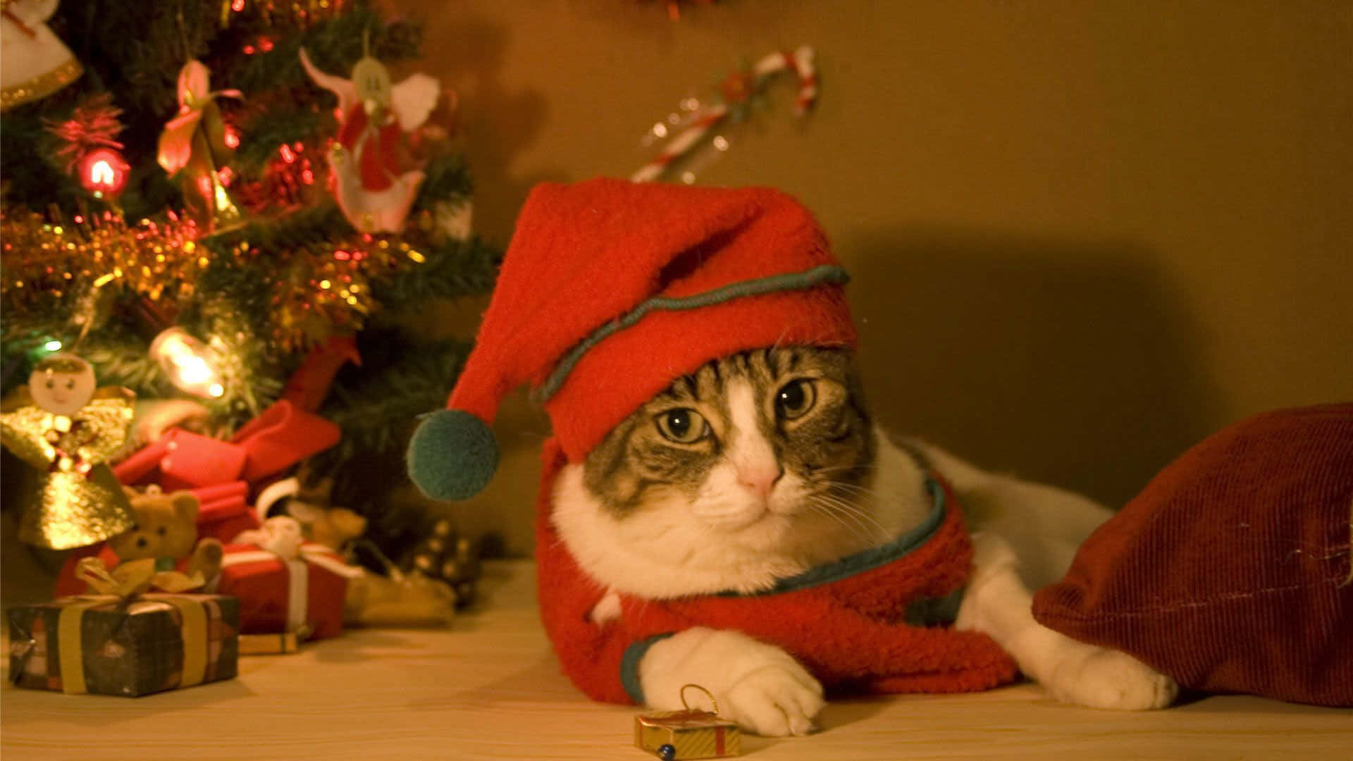 Christmas Quiet Cat Picture