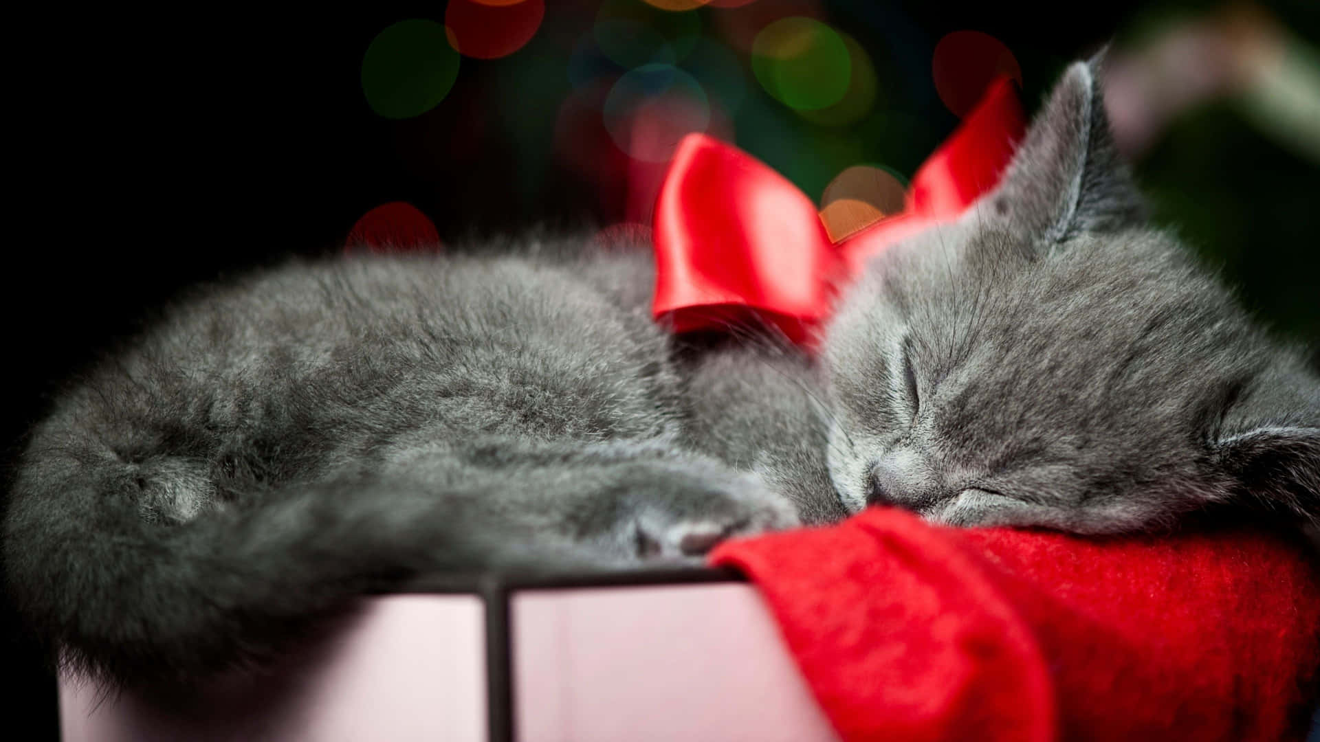 Christmas Cat Cutest Picture