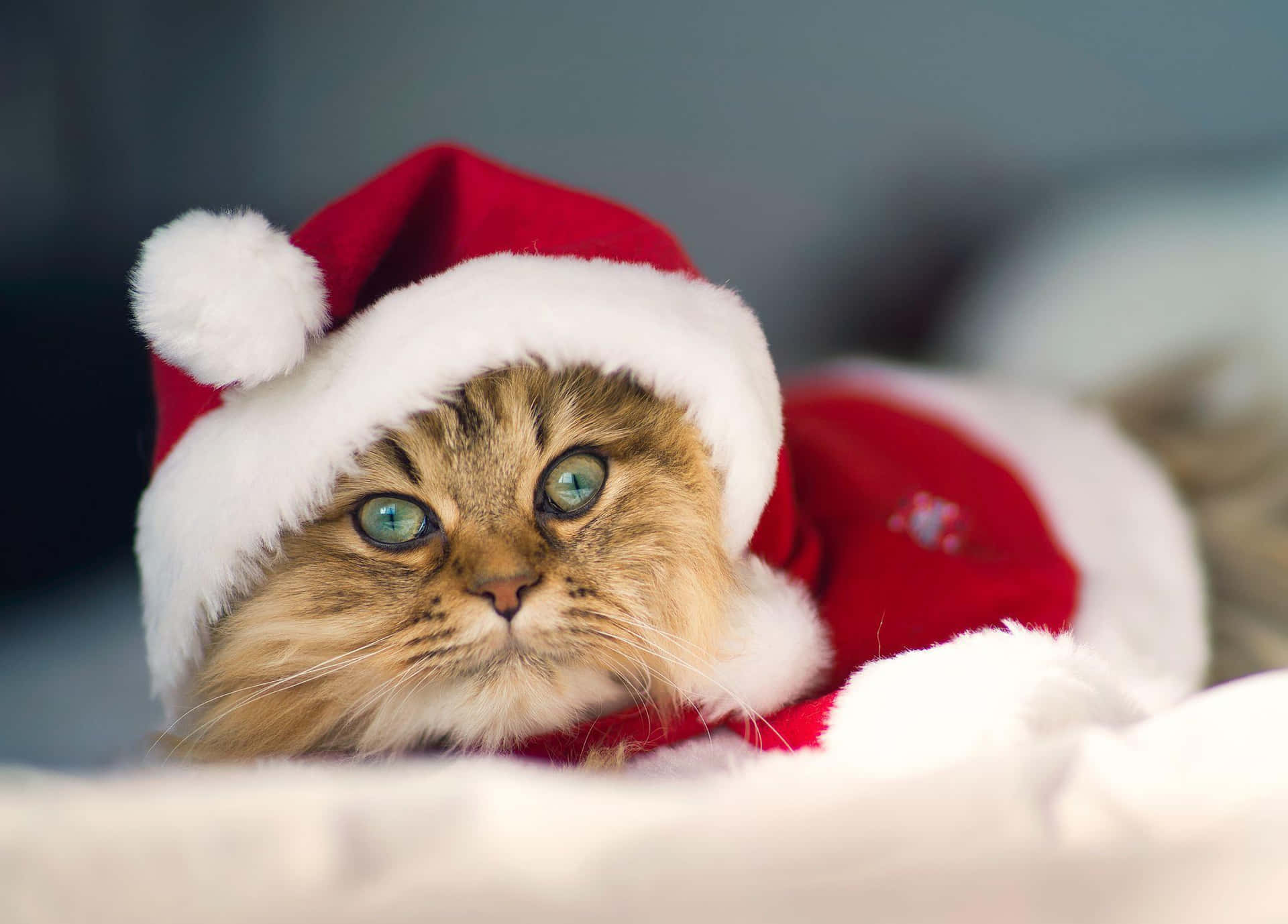 Cheerful Christmas Cat Picture