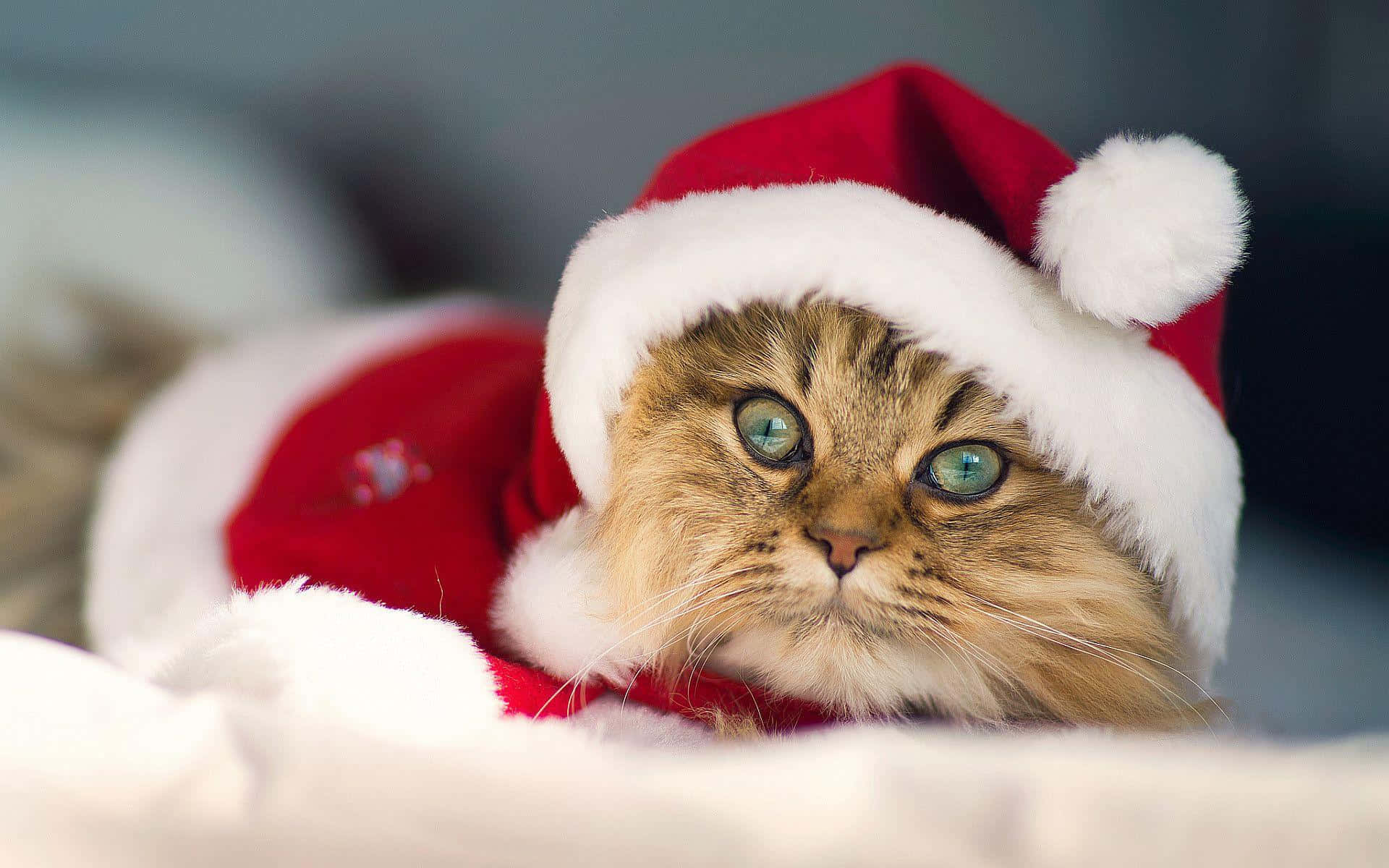 Christmas Brown Cat Picture