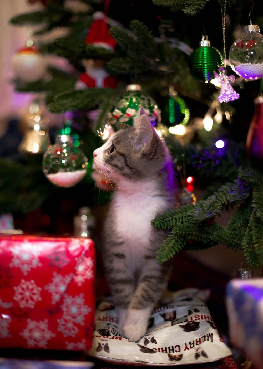 Affectionate Christmas Cat Picture