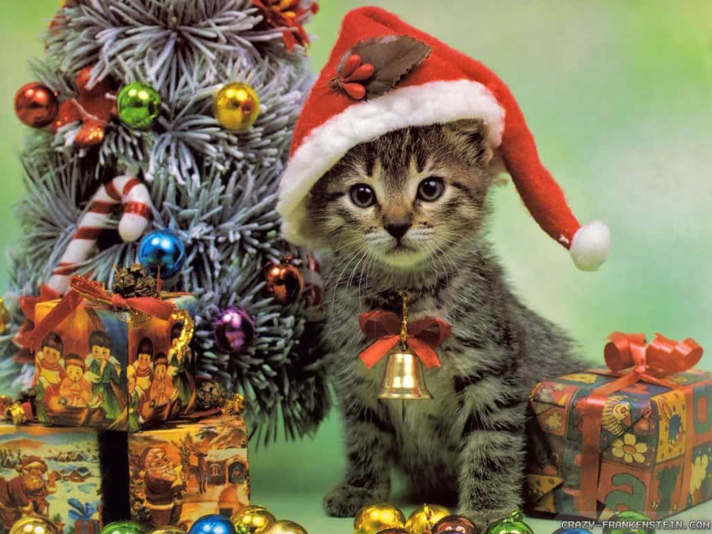 Christmas Cat Best Picture
