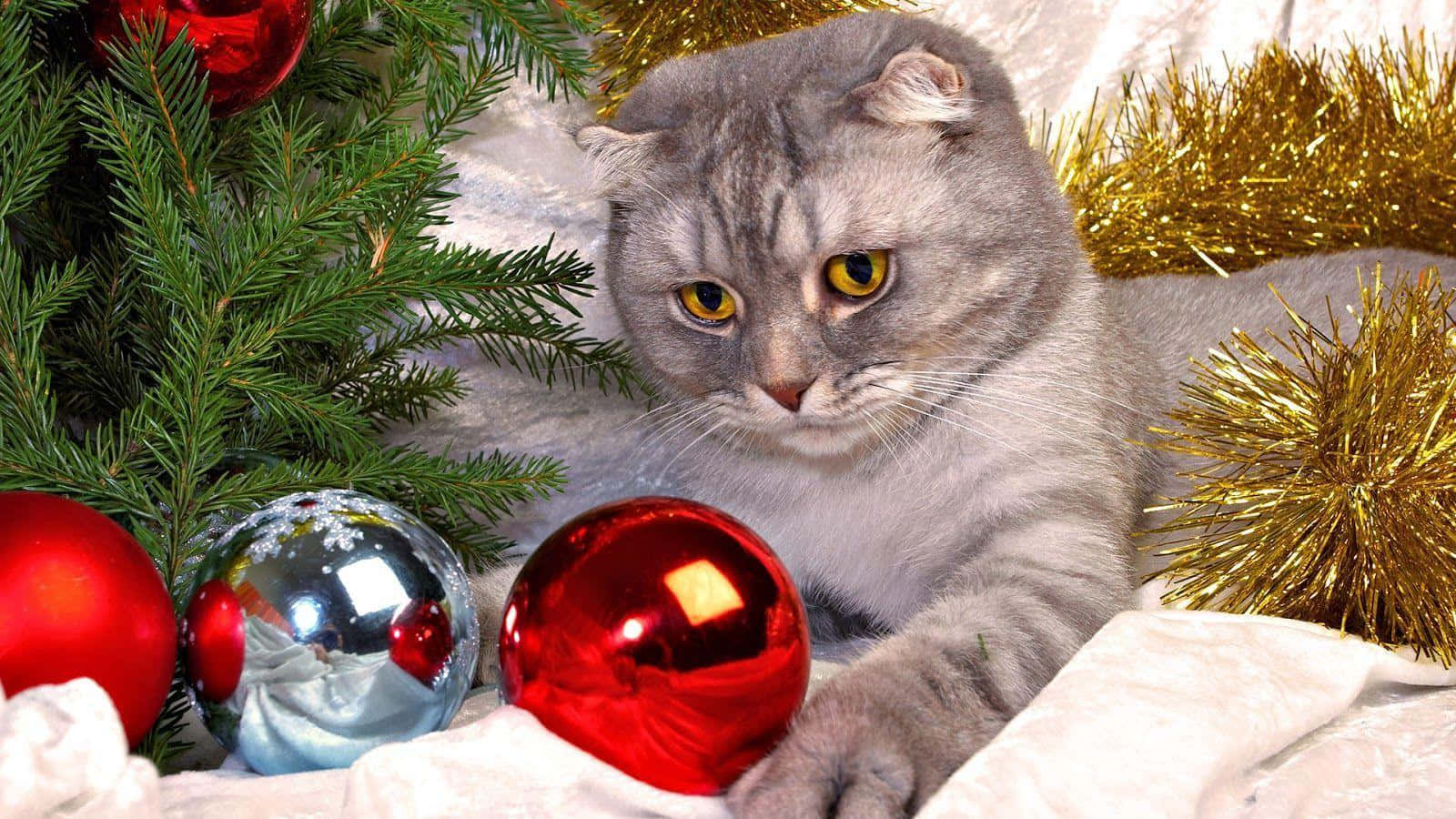 Christmas Joyful Cat Picture
