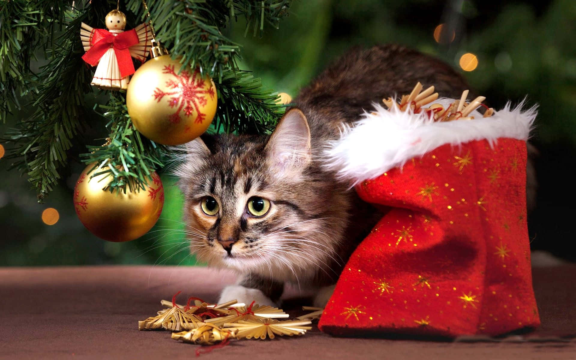 Christmas Appealing Cat Picture