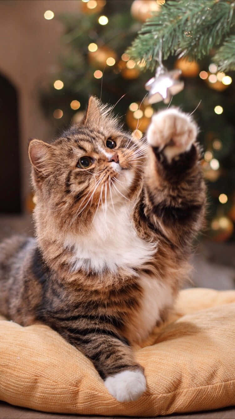 Gold Christmas Cat Picture