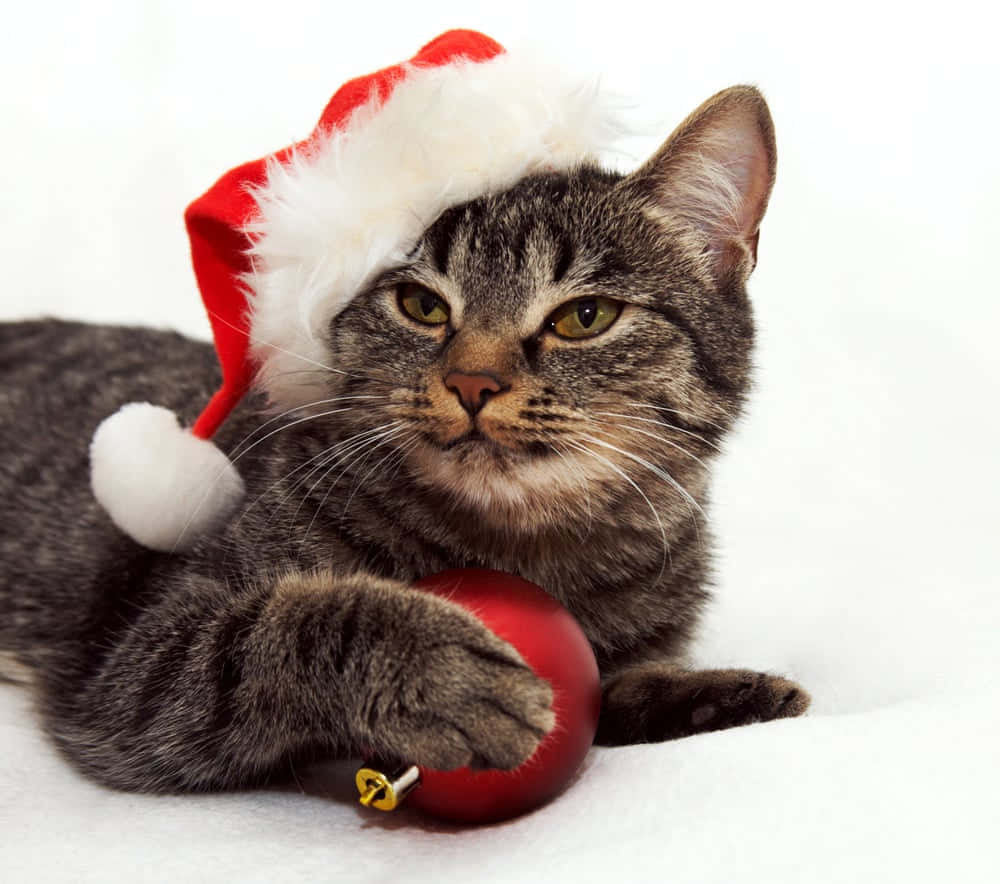 Jolly Christmas Cat Picture