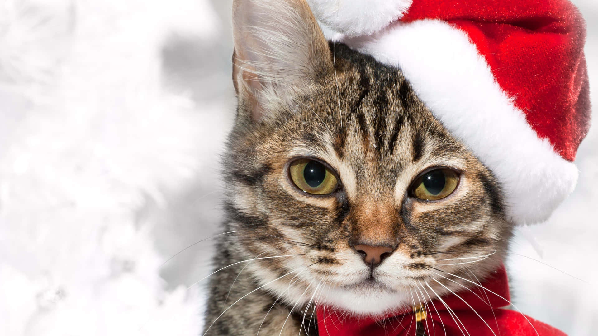 Precious Christmas Cat Picture
