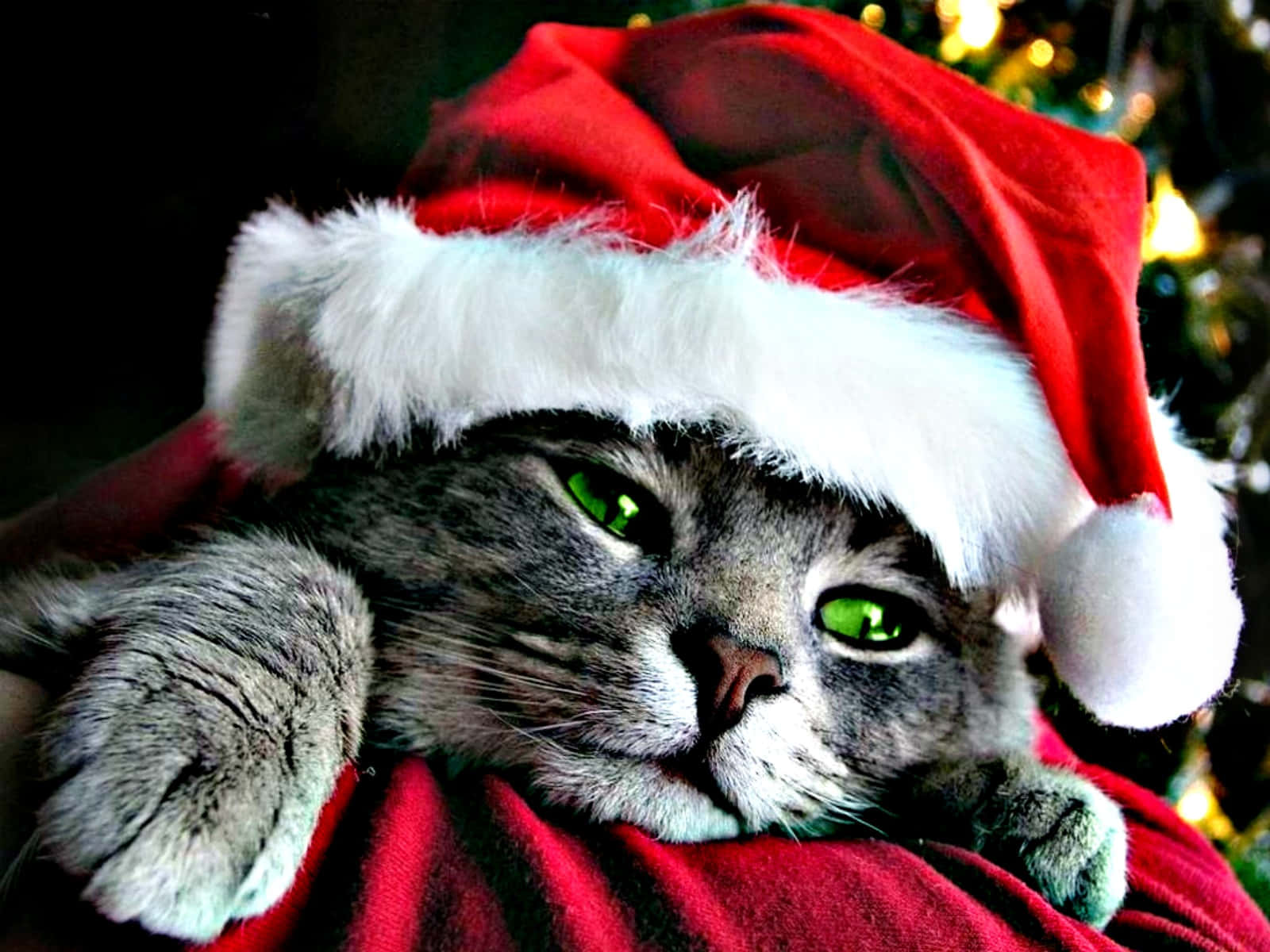Weihnachtlichesbild Eines Schelmischen Kätzchens