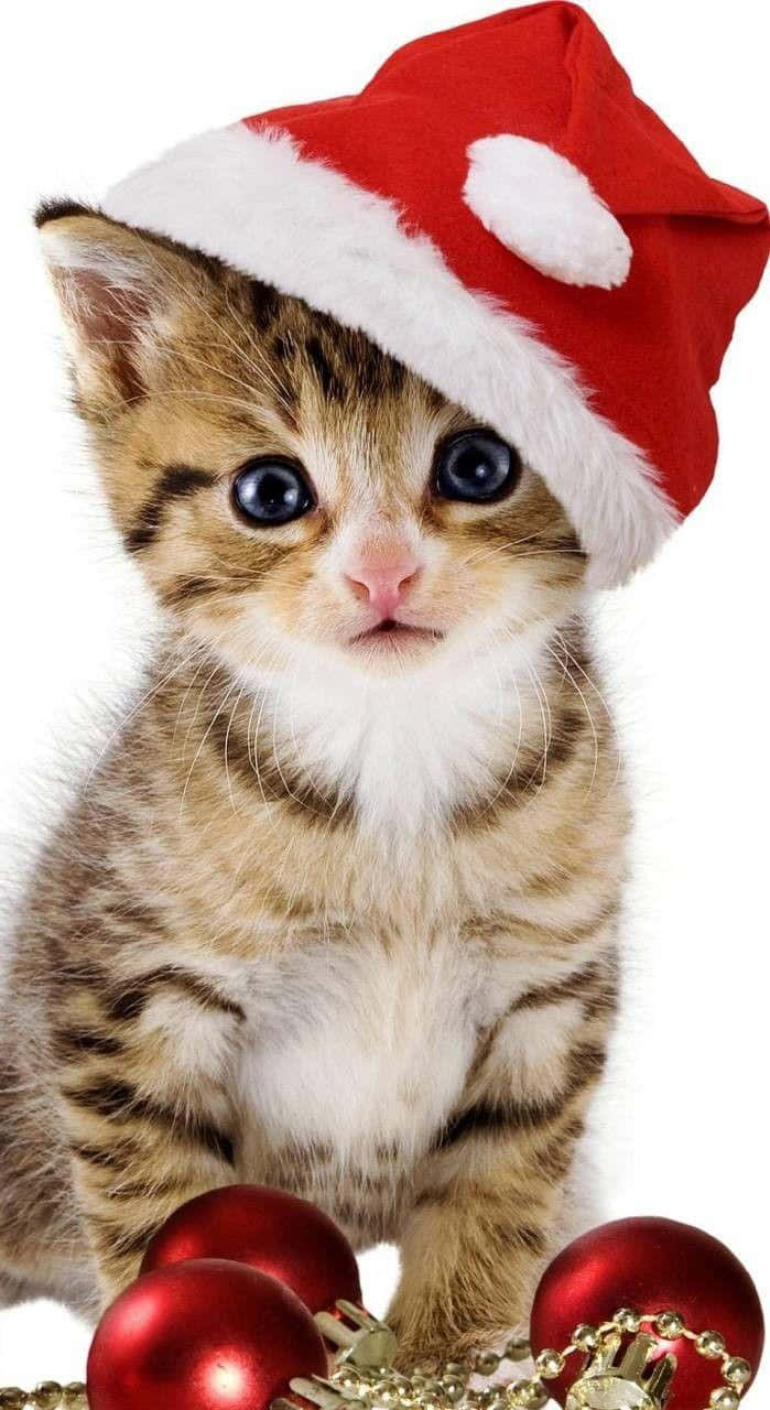 Likable Christmas Cat Picture