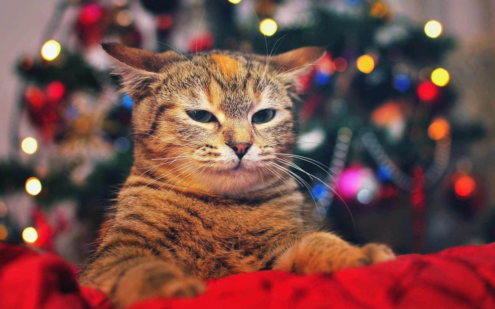 Joyful Feline Celebrating Christmas