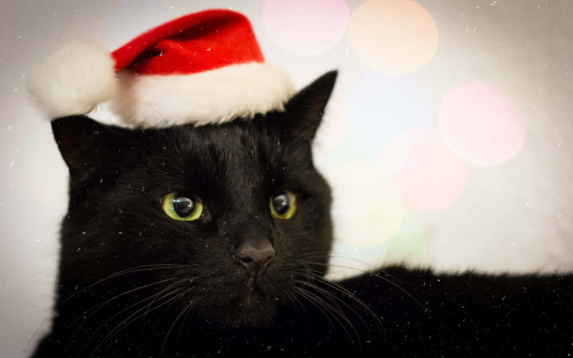 Daring Christmas Cat Picture