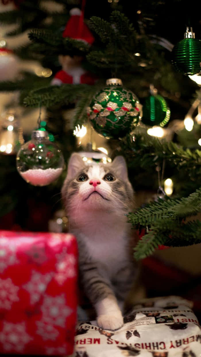 Weihnachtsbildmit Einem Aufgeweckten Kätzchen.