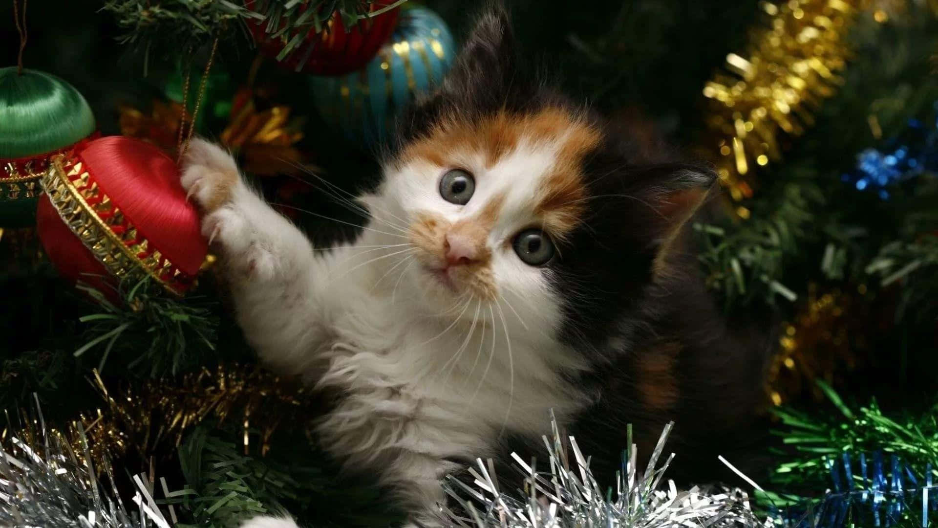 Lovable Christmas Cat Picture