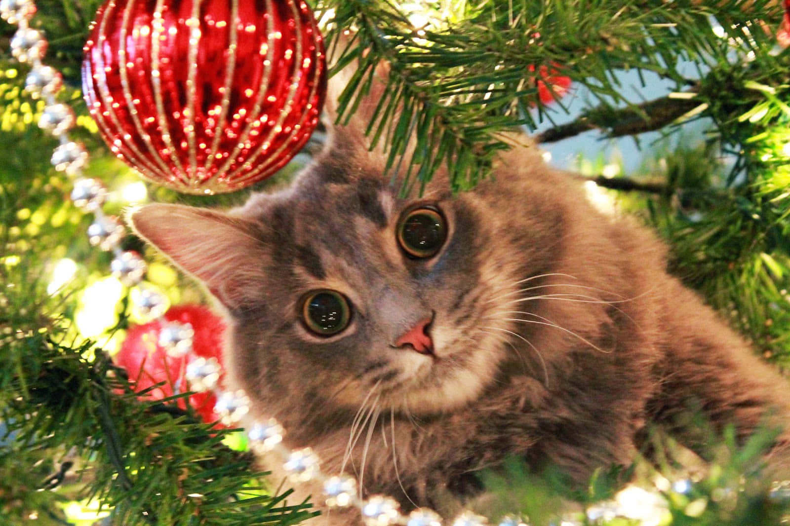 Christmas Cat Pictures 1600 X 1066 Picture