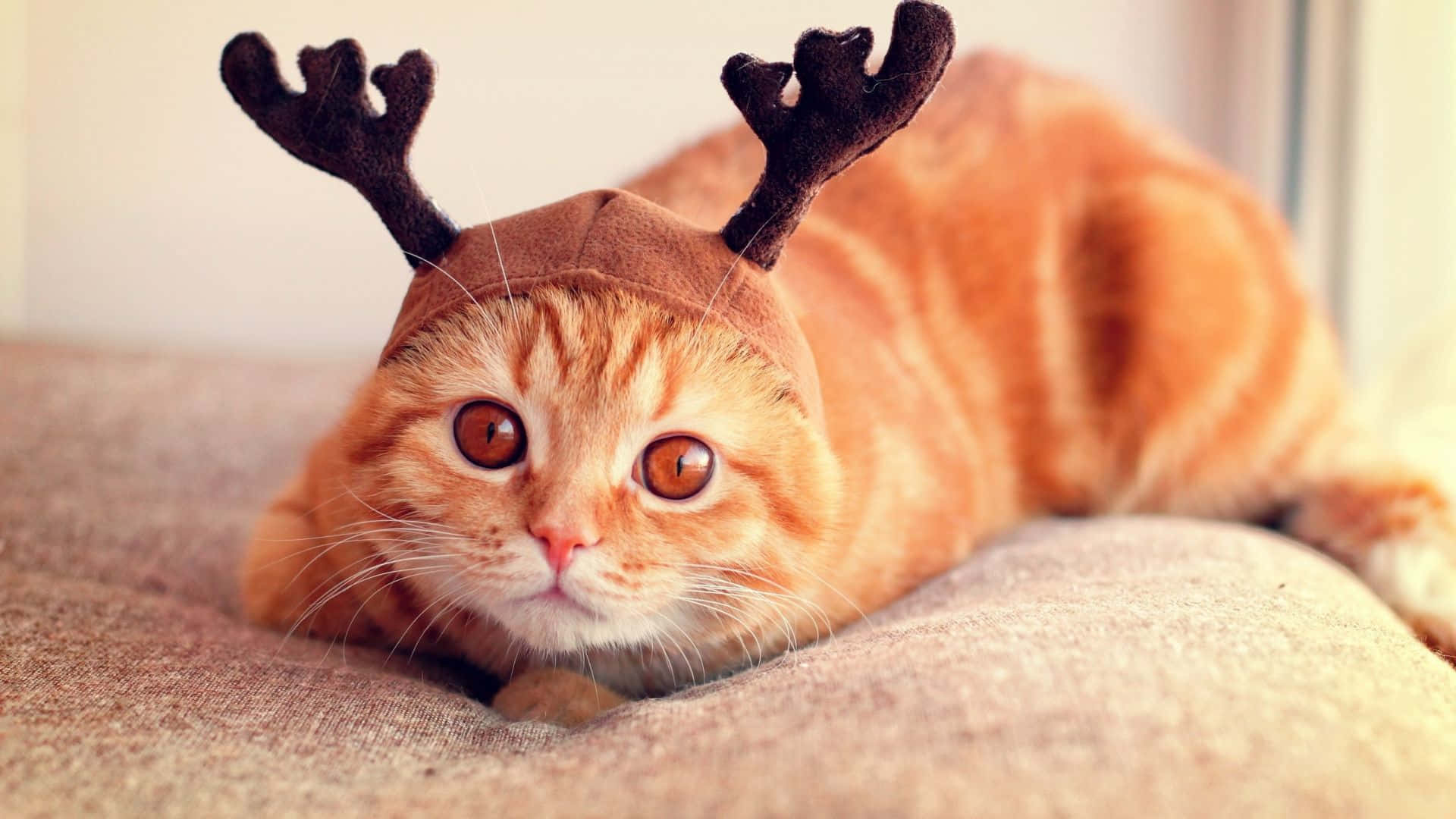 Christmas Cat Pictures 1920 X 1080 Picture