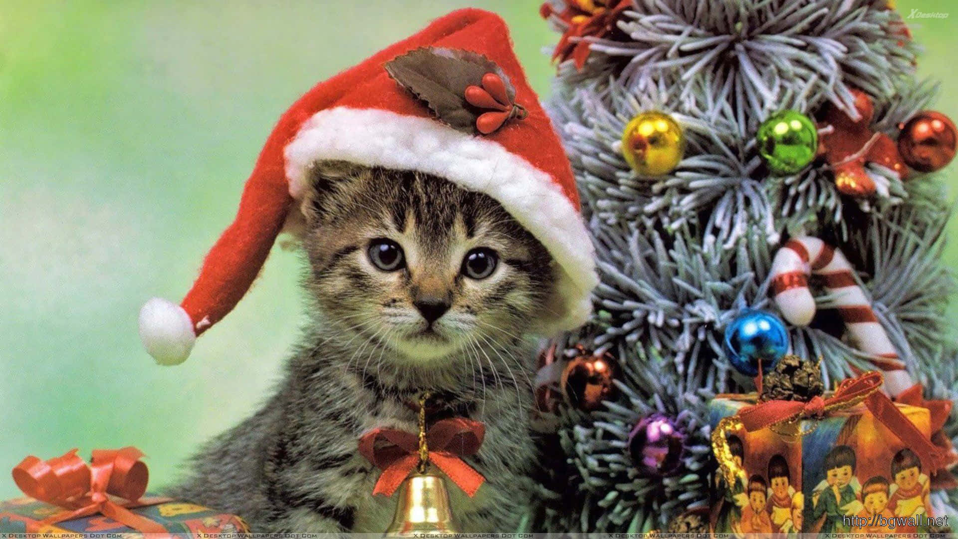 Gorgeous Christmas Cat Picture