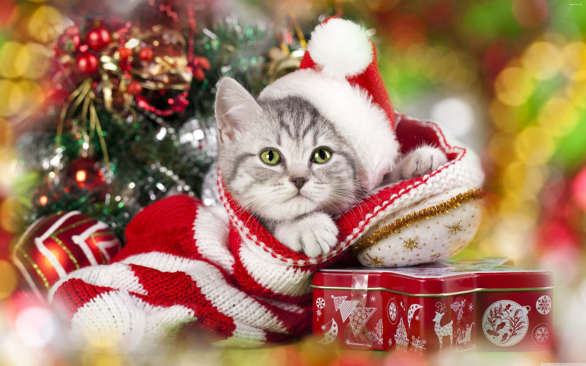 Weihnachtlichesfotoshooting Mit Katzenbild.