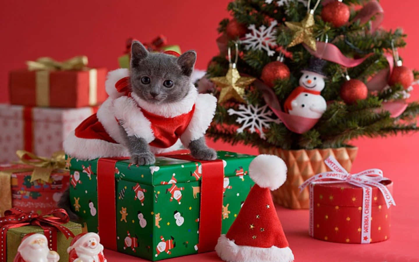 Christmas Cat Pictures 1440 X 900 Picture