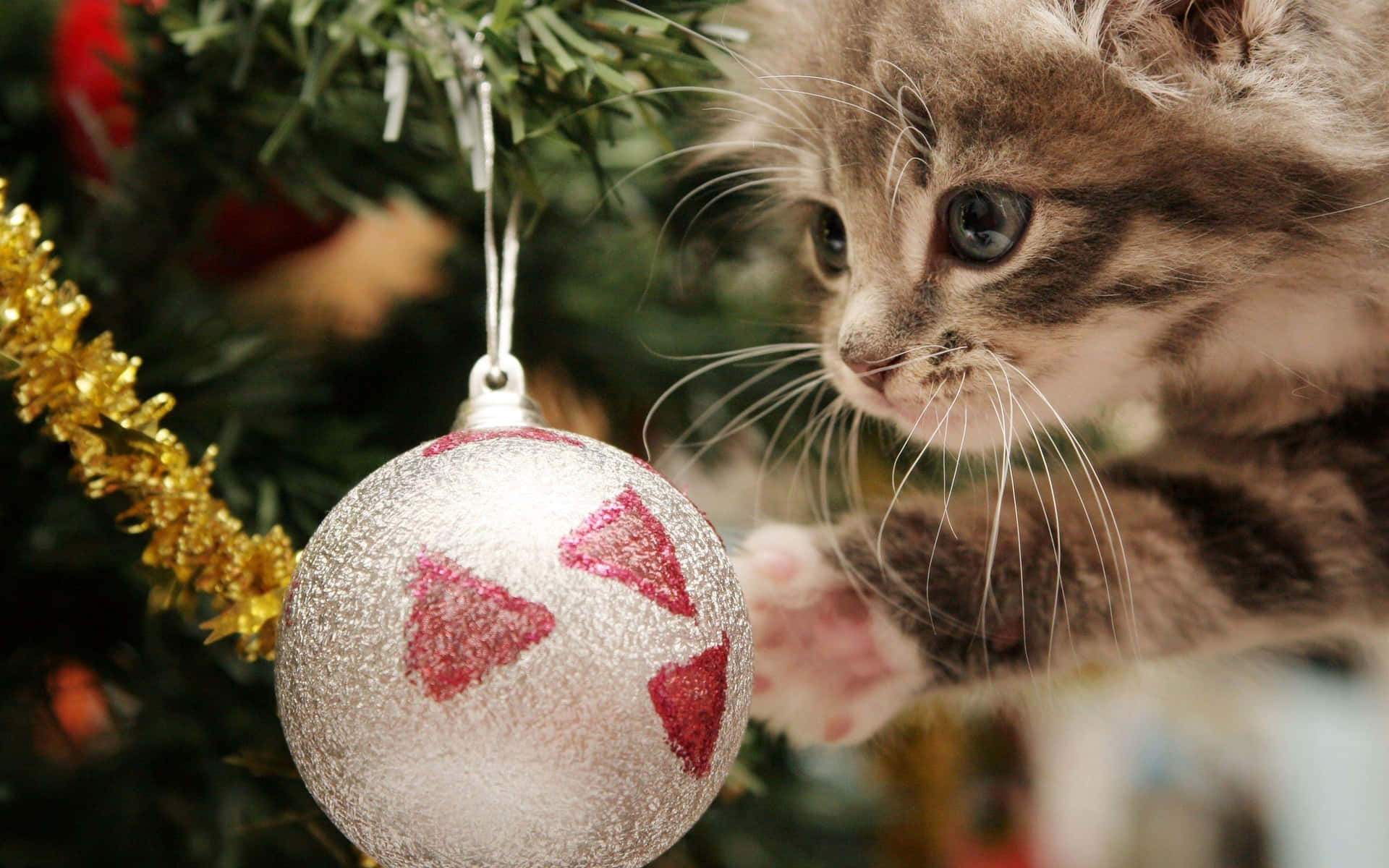 Christmas Cat Pictures 2560 X 1600 Picture