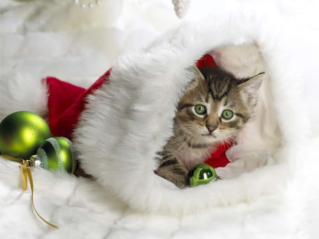 Christmas Cat Pictures 1024 X 768 Picture