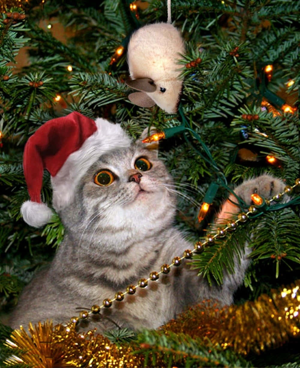 Christmas Cat Pictures 1000 X 1226 Picture