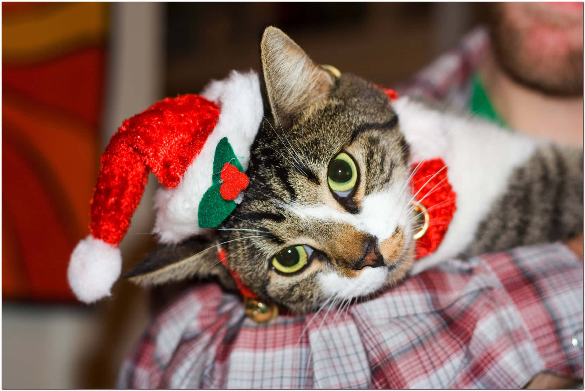 Christmas Cat Pictures 3477 X 2325 Picture