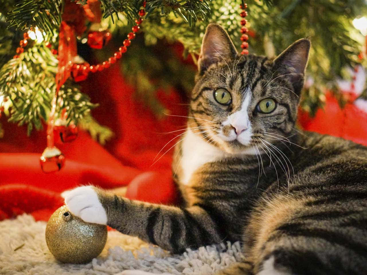 Christmas Cat Pictures 1280 X 960 Picture