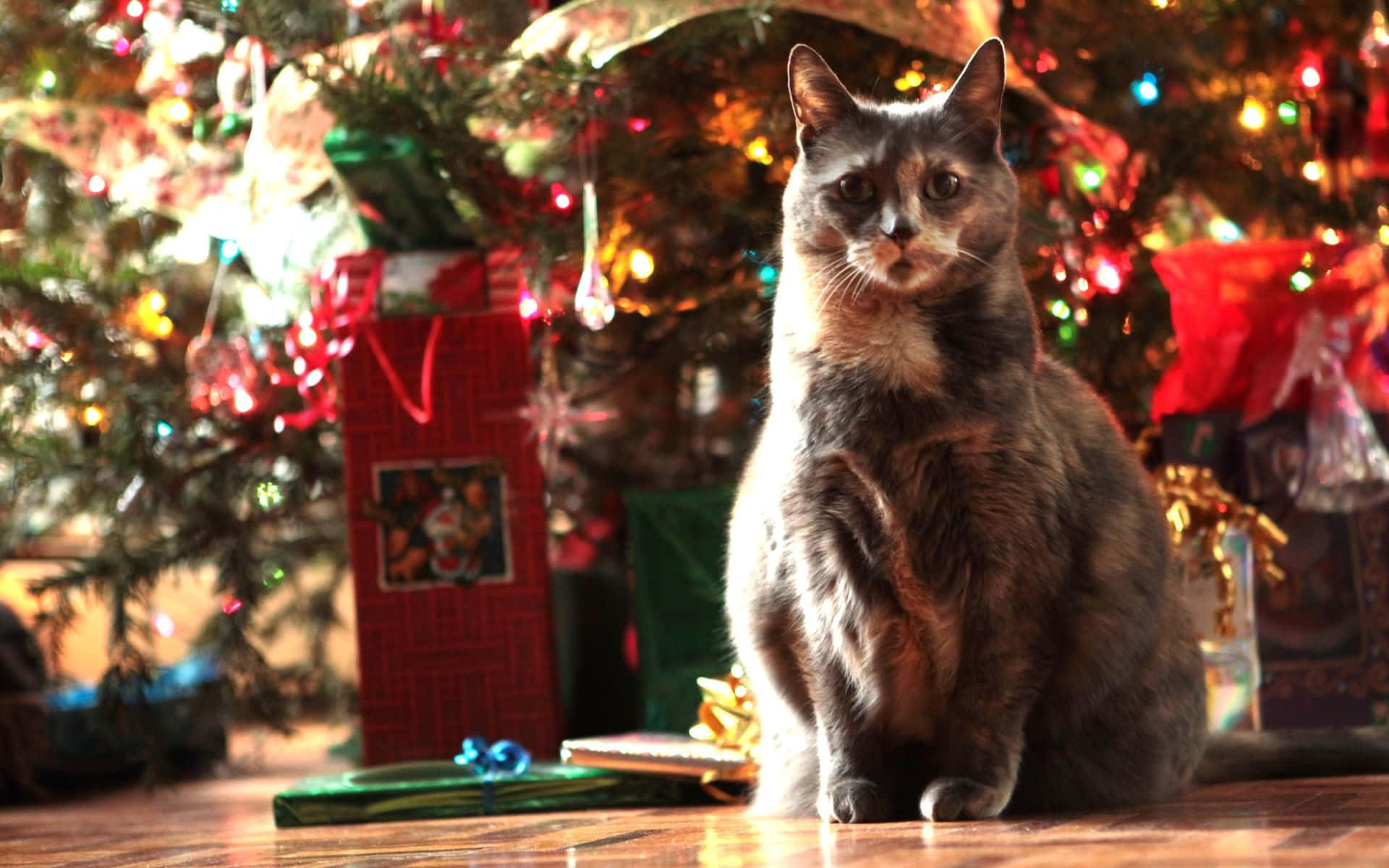 Christmas Cat Pictures 1920 X 1200 Picture