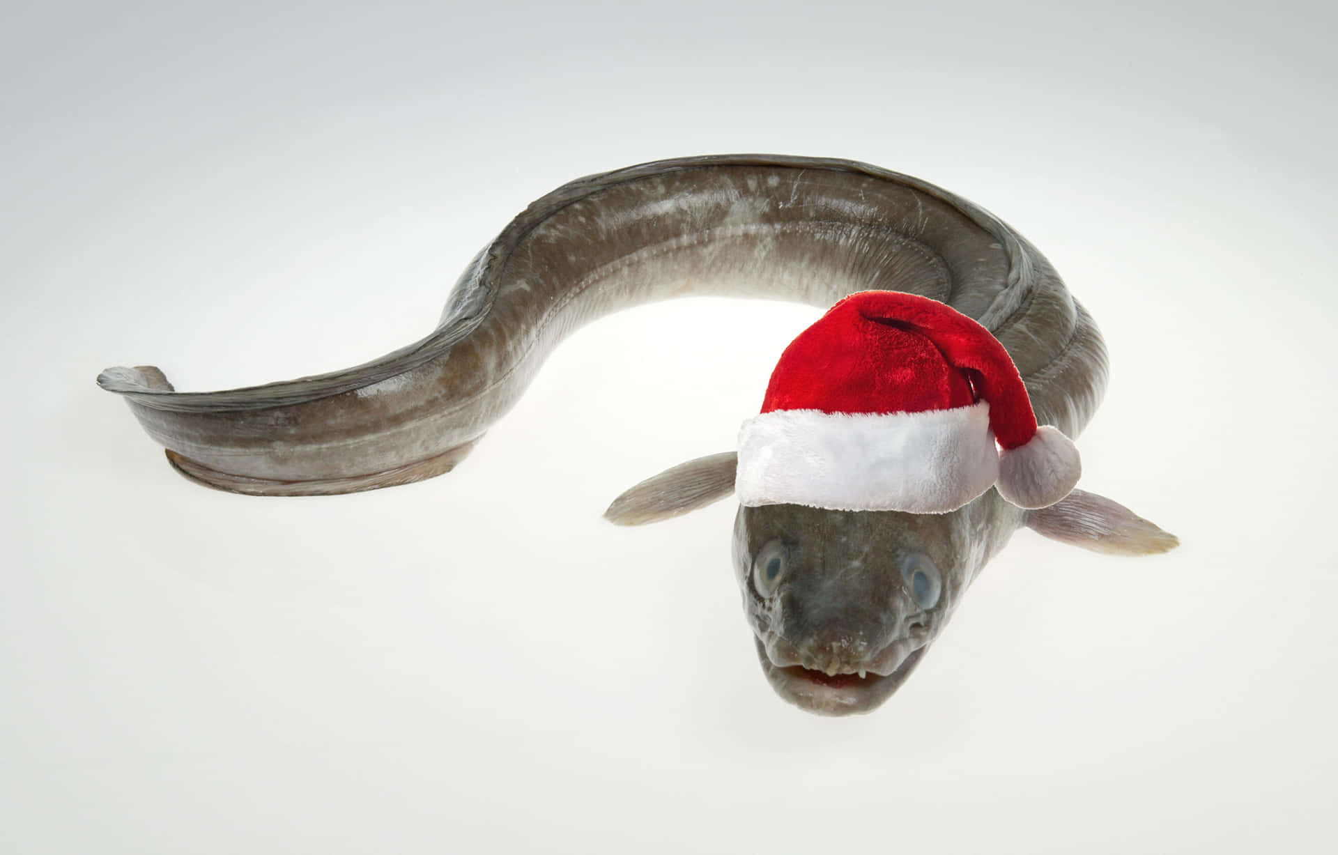 Christmas Conger Eel Wearing Santa Hat Wallpaper