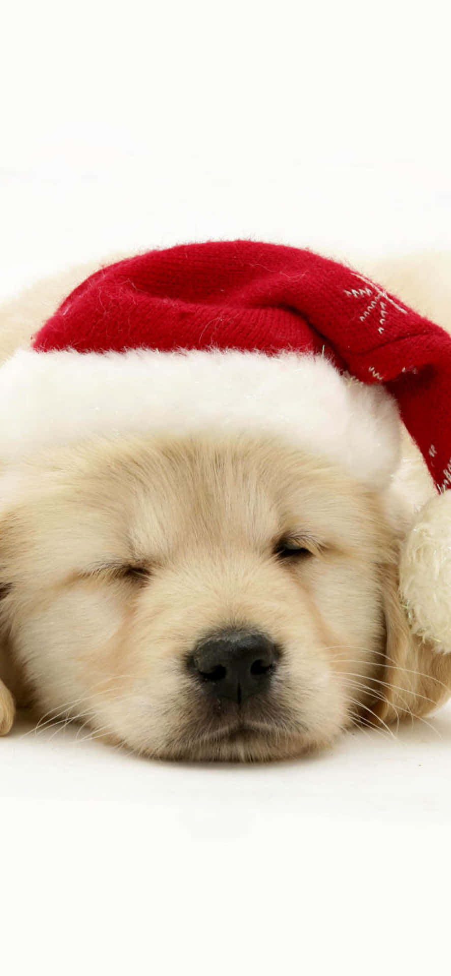 Download Christmas Dog 1170 X 2532 Wallpaper | Wallpapers.com