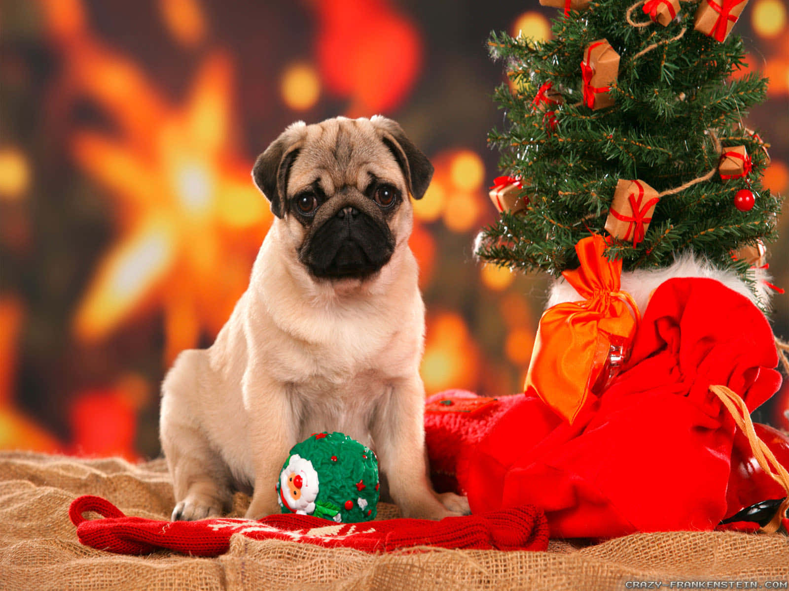 Celebrate The Holidays With Your Four-legged Best Friend Wallpaper