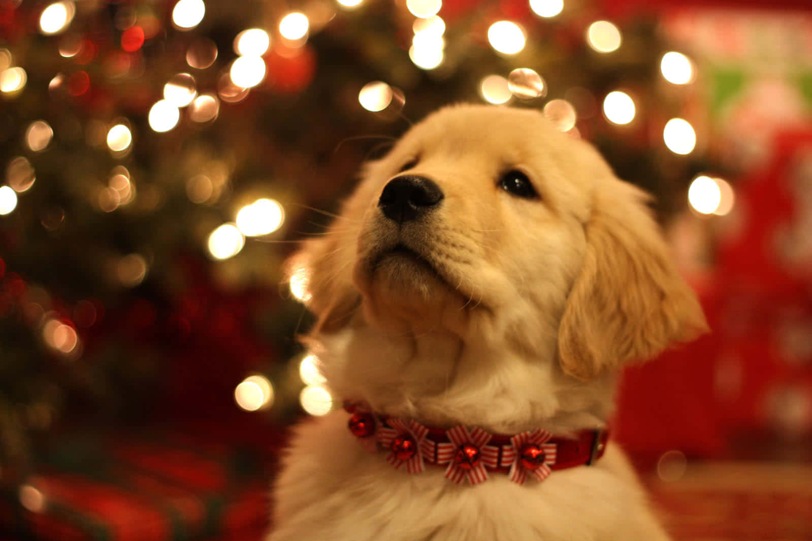 Download Christmas Dog In Festive Collar Wallpaper | Wallpapers.com