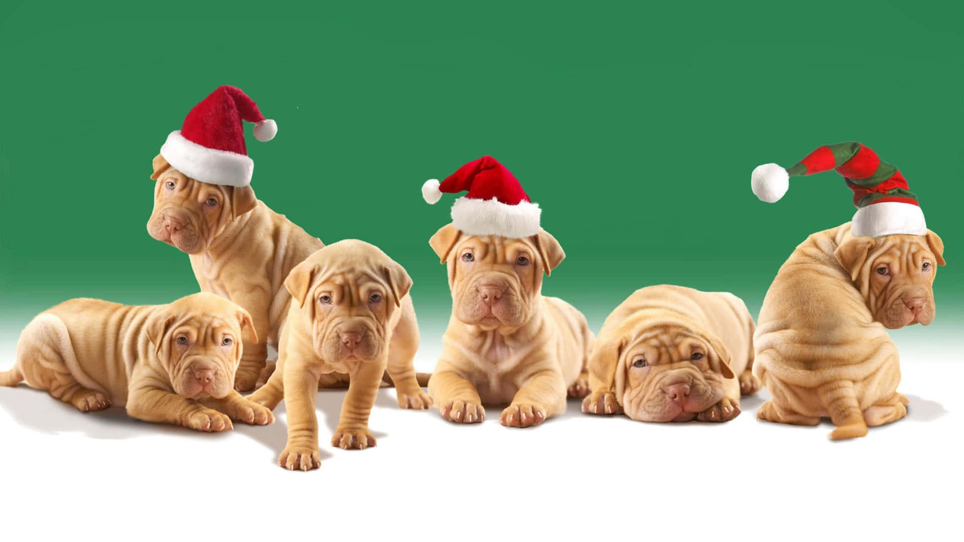 Christmas Dog Pitbull Puppies Background